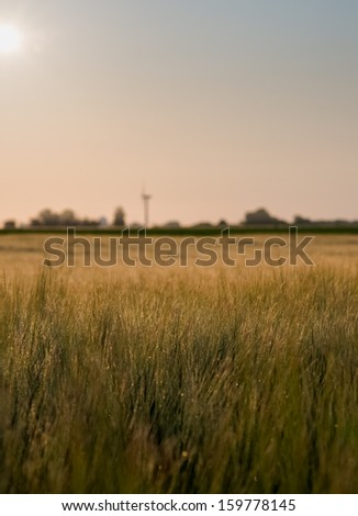 Moist wheat field with a windmill and the sun rising in the background.