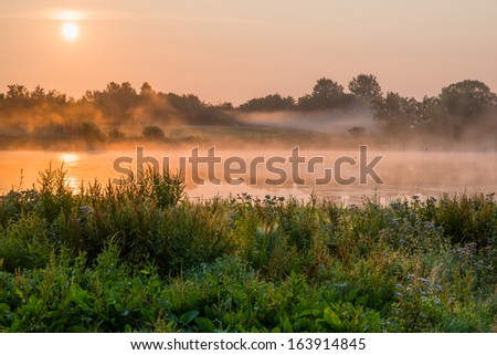 Uncontrolled wild vegetation by a lake. The sun is rising and the wildlife is active.