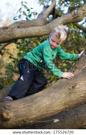 Boy carefully climbing tree