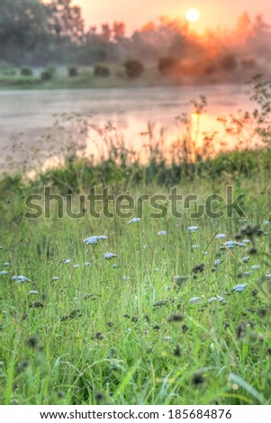 Wild vegetation by the shore of a lake with the sun rising in the background