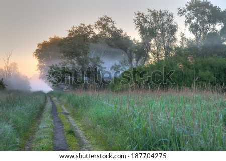 Path through wild vegetation and mist
