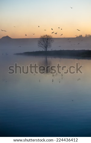 Single tree and tiny island and birds silhouette against the dawning sky