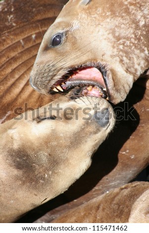 Two Fur seals show aggressive behavior with their heads close & teeth exposed, Puerto Madryn, Argentina
