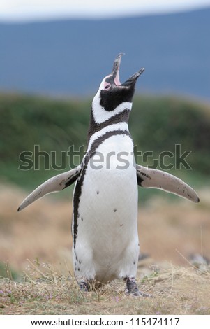 Magellan Penguin flaps its wings & makes some noise, Punta Arenas, Chile