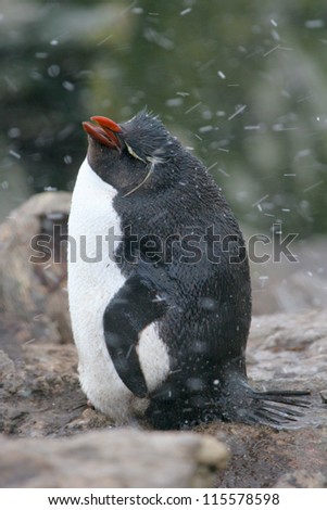Rock hopper Penguin stands in a hail storm, Falkland Islands