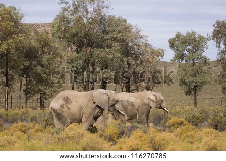 Couple of Elephants walking, South Africa