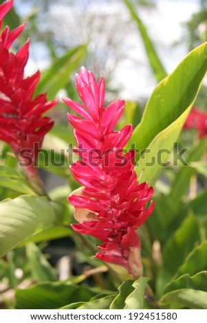 Alpinia purpurata, red ginger, also called ostrich plume and pink cone ginger, are native Malaysian plants with showy flowers on long brightly colored red bracts.