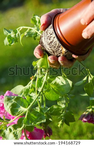 Transferring potted plants in the garden. The roots of the plant are visible as the gardener changes the pot.