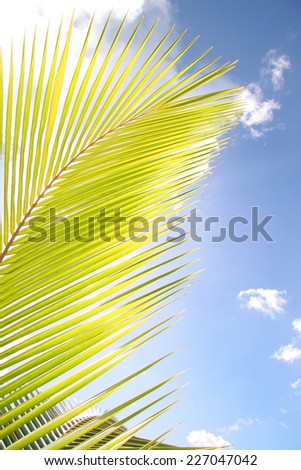 Sunlight shining though a palm tree leave against a blue sky