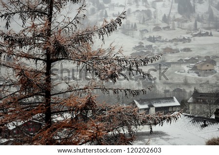 Fresh snow covered tree and house in a mountain valley covered with ice in Switzerland
