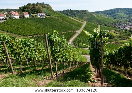 Vineyard in the famous wine making region. Stuttgart capital of the state of Baden-Württemberg Germany. Stuttgart is the only city where wine grapes grown within urban area, Rotenberg, Uhlbach