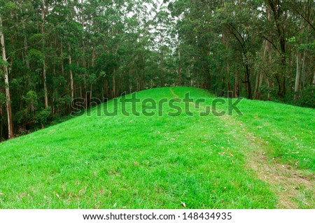 Beautiful green meadow. silent peaceful place. go green. Green rolling hills road and trees Munnar Kerala India.
