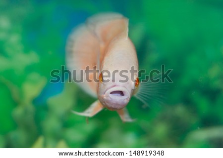 Oscar fish in Aquarium, Astronotus ocellatus. Albino Oscar. fish isolated with selective focus. fish close up.