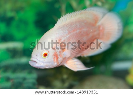 Oscar fish in Aquarium, Astronotus ocellatus. White and orange albino Oscar. isolated fish close up in water
