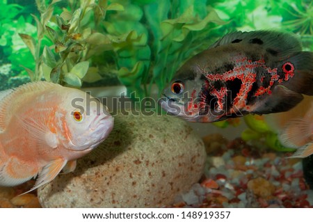 Oscar fish in Aquarium, Astronotus ocellatus. Albino Oscar. Tiger Oscar. Fish Fighting in water close up. fish close up