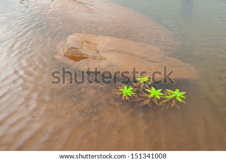 Green plants in water. water ripples. water plant.