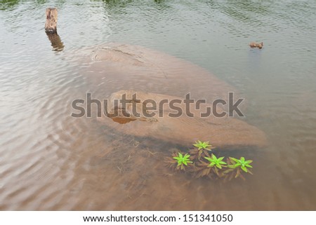 Green plants in water. clear water. transparent view of green leafs in water
