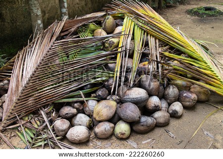 Coconut collection. Green coconuts, group of raw coconuts. Coconut tree