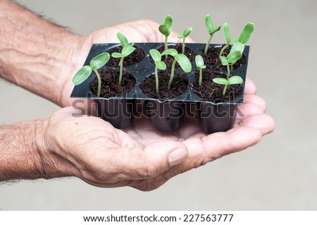senior citizen hands holding green small plant. new life concept. seed germination. In safe hands of a father. farmer hand holding small plants.
