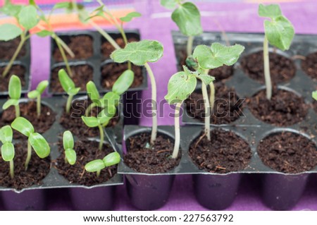 Green sprout growing from seed in a agricultural nursery ready to plant. Seed germination. Growing plant on the vegetable tray.