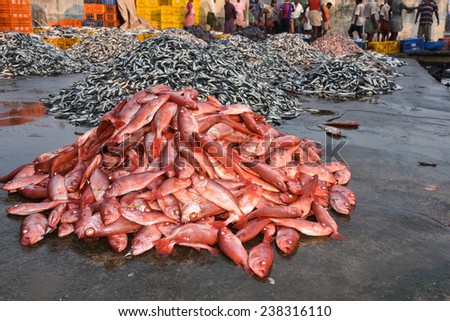 Sea food. Fish market in India. Heap of Raw Red snapper fish for sale.pelagic fish