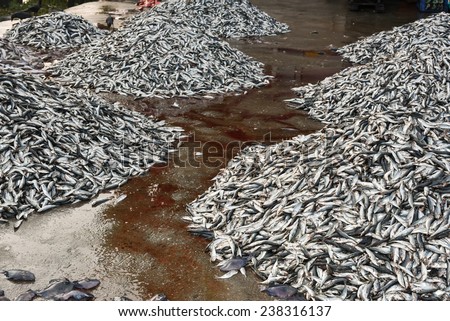 Sea food. Fish market in India. Heap of fish for sale