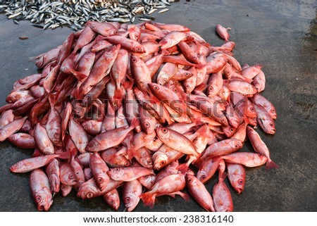 Sea food. Fish market in India. Heap of Raw Red snapper fish for sale.