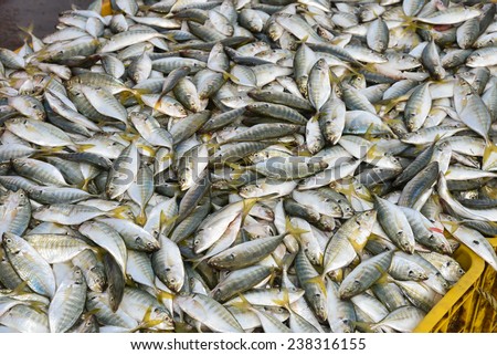 Sea food. Fish market in India. Raw Mackerel fish for sale. pelagic fish