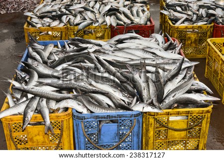 Barracuda Fish. ray-finned fish. Seafood. Fish market in India. Heap of fish for sale. snake-like fish with prominent, sharp-edged, fang-like teeth. fish for fillets or steaks. pelagic fish
