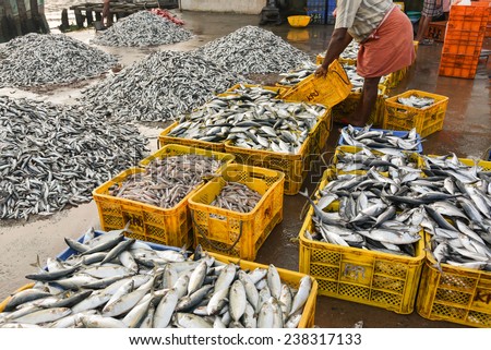 Sea food. Fish market in India. Raw Mackerel fish for sale.