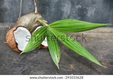 Sprout of coconut tree with green leafs and coconut cut open in half