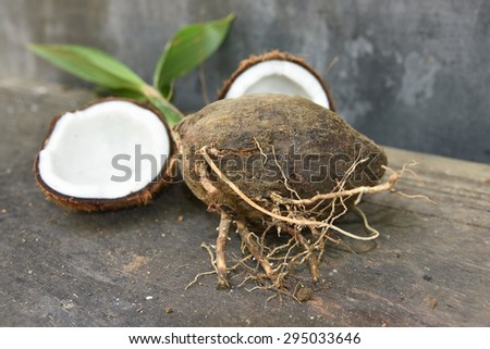 Sprout of coconut tree with coconut cut open in half