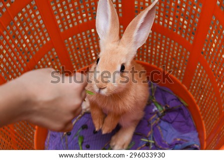 orange rabbit in a basket cage looking up standing on two legs. girl feeds rabbit on green grass.