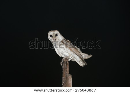 A barn owl isolated on black in the night background. Owl with sharp staring eyes perched on a light stand. Barn Owls are silent predators looking to catch a prey at night. Kozhikode Kerala India
