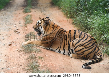 Wild Bengal tiger lying down blocking the road to forest in a national park in Karnataka India. Adventure safari trip through dense forest path.