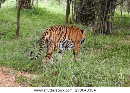 Wild Bengal tiger walking back to forest in a national park in Karnataka India. Adventure safari trip through dense forest path.