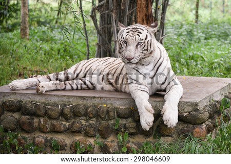 Bengal white Tiger lying down with green eyes staring in a national park in Karnataka India. Adventure safari trip through dense forest path with wild animals. copy space