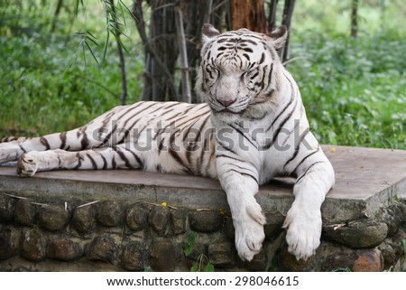Bengal White Tiger lying down with green eyes closed in a national park in Karnataka India. Adventure safari trip through dense forest path with wild animals. copy space