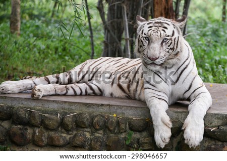Bengal White Tiger lying down with green eyes staring in a national park in Karnataka India. Adventure safari trip through dense forest path with wild animals. Copy space
