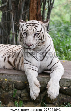Bengal white Tiger lying down with green eyes staring in a national park in Karnataka India. Adventure safari trip through dense forest path with wild animals.