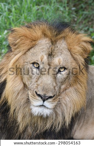 Lion extreme close up face of mighty male Lion lying down staring intensely, Panthera leo. Adventure safari trip wildlife. Closeup of an asiatic male lion looking Gir India. Vertical shot Lion photo