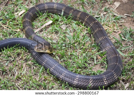 Snake King Cobra(Ophiophagus hannah), world\'s longest black venomous reptiles crawling is a dangerous beast .Beautiful snake skin with yellow stripes. National park Karnataka India