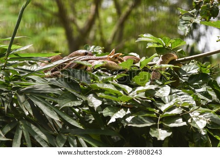 Snake Indian cobra(elapids), Naja archetypal true cobra venomous reptiles crawling is a dangerous beast .Beautiful snakes on top of a tree. National park Karnataka India