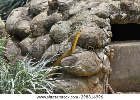 Snake looking up curious for food. Indian rat snake(Ptyas mucosa) are non-venomous reptiles
