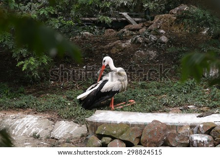 European white stork sitting kneel down relaxed and cleaning its feathers India