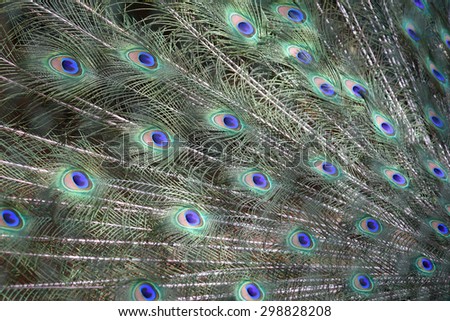 Colorful Peacock feathers isolated, Peacock green and blue plumage in close up.  bird dancing spreading its fanned tail feathers out to attract female pair. Karnataka India