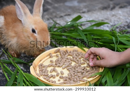 Rabbit is eating rabbit feed and grass. Little girl feeding her pet food with hand.