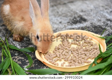 Orange brown rabbit is eating rabbit feed and grass. Professional dry pet food spread out in a plate with green grass