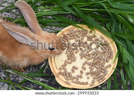 Orange brown rabbit is eating rabbit feed and grass top view. Professional dry pet food spread out in a plate with green grass