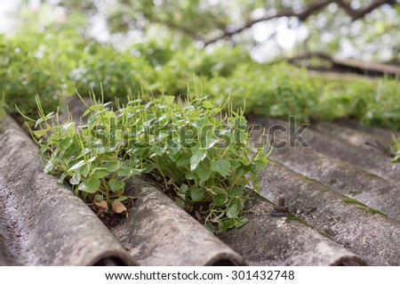 tiled roof covered by green plants/grass closeup view.Green roof garden go green concept. Environment friendly and help to reduce heat. India